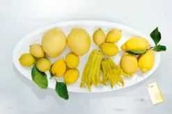 ASA Platte GRANDE 43 x 57 cm Keramik weiß