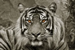 BÖNNINGHOFF Bild TIGER SEPIA 118 x 78 cm