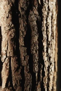 hartmann Vitrine RUNA 82 x 205 cm Kerneiche /Rinde