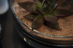 LEONARDO Schale NOVARA klarglas