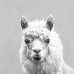 PRO ART Bild LAMA 30 x 30 cm schwarz / weiß / grau