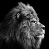 PRO ART Canvas-Art Bild GREY LION HEAD 27 x 27 cm schwarz/ weiß