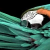 PRO ART Glas Art Bild GREEN PARROT 125 x 50 cm