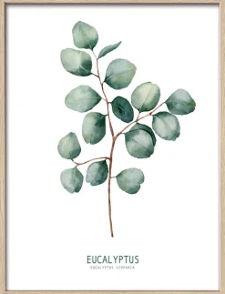 PRO ART Slim-Scandic Bild DIFFERENT EUCALYPTUS BRANCHES II 43 x 33 cm Rahmen mehrfarbig